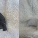 도그마루 강아지고양이 일산점 이미지