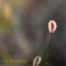 강아지풀 이미지