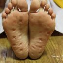 천년거북 희상 이미지