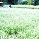 뽀빠이카센타 이미지