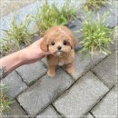 플라워퍼피 | 안양강아지분양 말티푸 퍼피플라워 위례점 후기