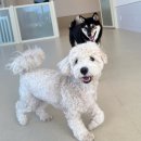 털로덮인친구들 수원매교점 | 수원 강아지 유치원 털로 덮인 친구들 내돈내산 찐후기 6회차 매교점 (경기 애견유치원 수원 애견유치원)