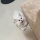 신림종합동물병원 이미지