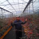 더덕쟁이 이미지