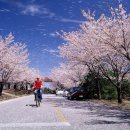 [146번째] 산들한바람과..봄꽃내음 맡으며..천변길따라 여유로이 걷는..대전 도보여행..4/14(토) 이미지