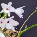 Laelia rubescens 루베센스 이미지