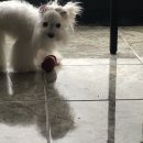 네발총총 이미지