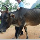 소들의 천국 이미지