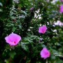 페루의 최초 한국인 시장 정흥원 이미지