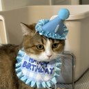 멍냥이수라간 | 고양이 생일케이크 수제간식으로 고앵이 생일 파티 해주기, 멍냥이 수라간
