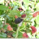 단이농장 이미지