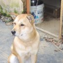 옥돌장