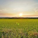 우강평야1로 이미지