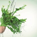 싱싱과일 이미지