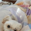 굿모닝동물병원 이미지