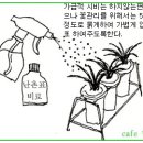 한국춘란 정월(1월)달 배양관리(673.2024) 이미지