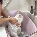 이쁘면다냥 이미지