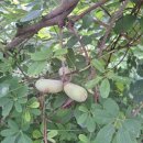 관란정觀瀾亭 이미지