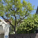 아메리칸 하우스 | 홍대 연남동 미국식 브런치 맛집 아메리칸하우스🇺🇸 | 내돈내산 후기, 데이트 코스 추천