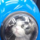 뽀삐살롱 이미지