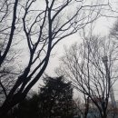 시연초
