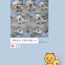 펌킨 펫하우스 청담 이미지