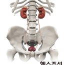당뇨병 앓는다면 피·소변검사로 '콩팥' 이상 확인해야 이미지