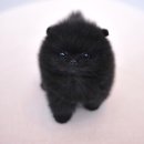 애니멀즈 강아지분양 고양이분양 대전점 | 대전애견분양 애니멀즈 완벽해