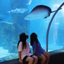 무주반디인력 | 롯데월드 아쿠아리움 할인 &amp; 10주년 맞이 다양한 체험 정보 여름에 가볼만한 곳 추천