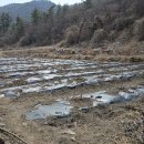 산수화농장 Daum카페