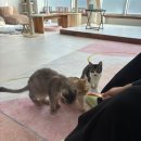 2763 | 원주고양이카페 추천! 고양이 미용·호텔까지 가능한 오묘 방문 후기