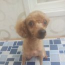 토리애견샵 이미지