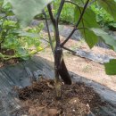 태선농장 이미지