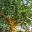 형제농장1호 | 꽃식물원 2026 최신 가이드 🌷 입장료 1만원 쿠폰으로 튤립 3형제 득템한 솔직후기 (주차/바우처/에티켓)