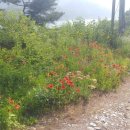 수국펜션 이미지