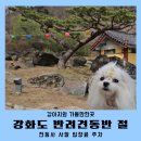 느티나무카정비 | 강화도 애견동반 여행 가볼만한곳 전등사 강아지 사찰 입장료