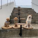 창성(애견) 이미지