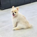 이쁘개 이미지