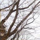 느티나무레스토랑 이미지