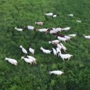 왕림축산 이미지