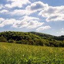 건강 약초 이미지