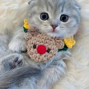 나의작은천사에게 이미지