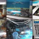 해물나라조개부인 이미지