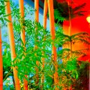 천년의 하루 이미지