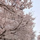 진해 경화역의 벚꽃5 이미지