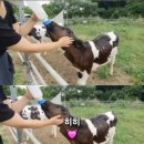 한아름목장2 이미지