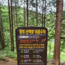 편백림