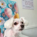 꽃보다 Dog 이미지