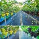 청마농장 이미지