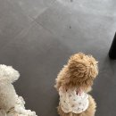 애견카페 펍 곰곰 이미지